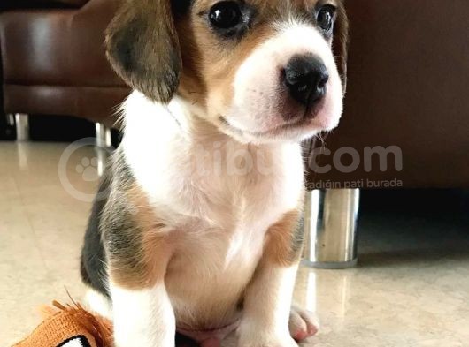 2 Aylık Orijinal Beagle Yavrularımız görsel