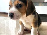 2 Aylık Orijinal Beagle Yavrularımız