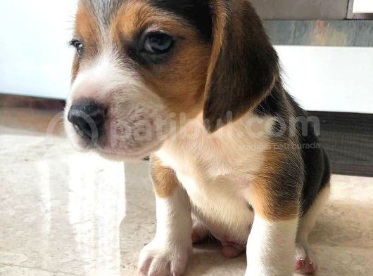 2 Aylık Orijinal Beagle Yavrularımız görsel