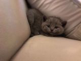 Scottish Fold Erkek Dişi Kedi