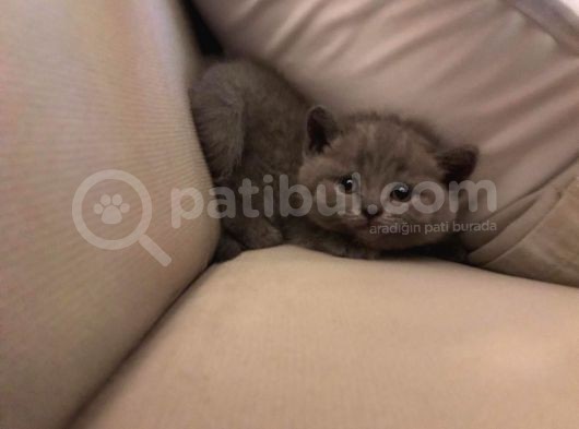 Scottish Fold Erkek Dişi Kedi görsel