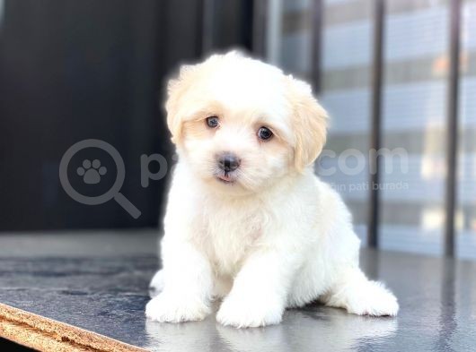 Yavru Malti̇po görsel