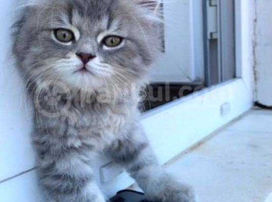 3 Aylık Brtisih Longhair Silver görsel
