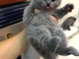 Scottish Fold Erkek Dişi Kedi