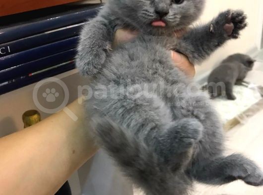 Scottish Fold Erkek Dişi Kedi