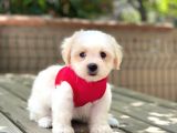 Mi̇ni̇k Maltipoo Yavru