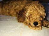 Red Toy Poodle