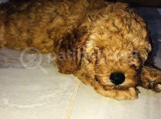 Red Toy Poodle görsel