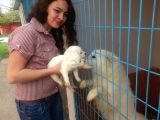 Anne Altından Irk Garantili Samoyed Yavrularımız