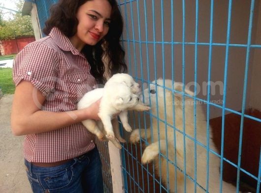 Anne Altından Irk Garantili Samoyed Yavrularımız görsel