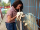 Anne Altından Irk Garantili Samoyed Yavrularımız