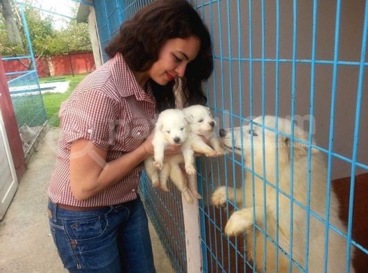 Anne Altından Irk Garantili Samoyed Yavrularımız görsel