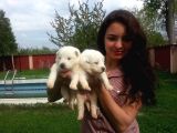Anne Altından Irk Garantili Samoyed Yavrularımız
