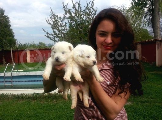 Anne Altından Irk Garantili Samoyed Yavrularımız görsel