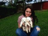 Anne Altından Irk Garantili Samoyed Yavrularımız