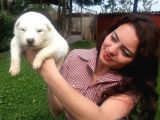 Anne Altından Irk Garantili Samoyed Yavrularımız