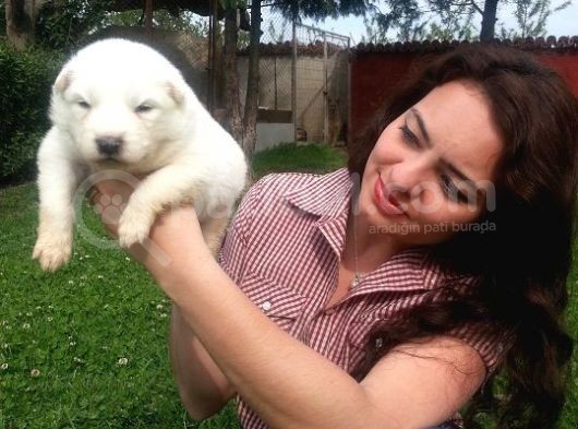 Anne Altından Irk Garantili Samoyed Yavrularımız görsel