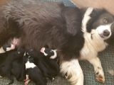 Orjinal Irk Garantili Border Collie Yavruları
