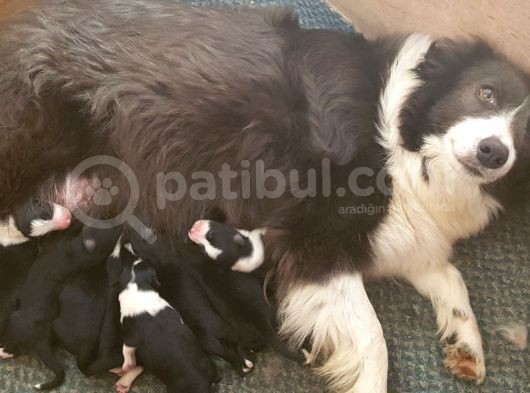 Orjinal Irk Garantili Border Collie Yavruları