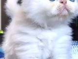İran Kedileri En Güzel
