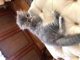 3 Aylık Brtisih Longhair Silver