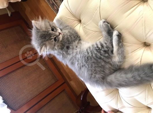 3 Aylık Brtisih Longhair Silver görsel