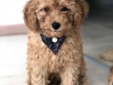 Red Toy Poodle