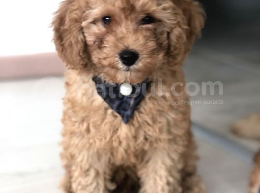 Red Toy Poodle görsel