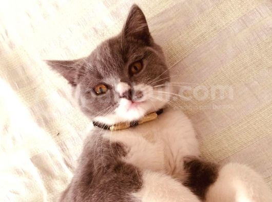 British Shorthair görsel