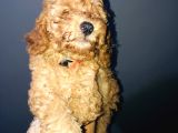 Red Toy Poodle