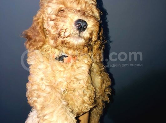 Red Toy Poodle görsel