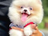 Bebek  Surat Maltese Mini Boy