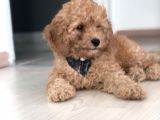 Red Toy Poodle