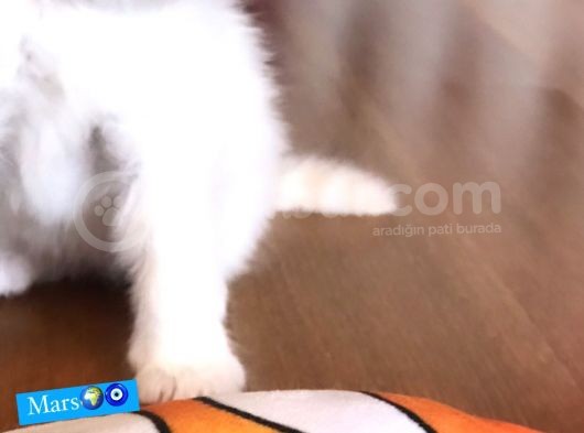 İran Kedileri En Güzel görsel
