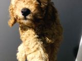Red Toy Poodle