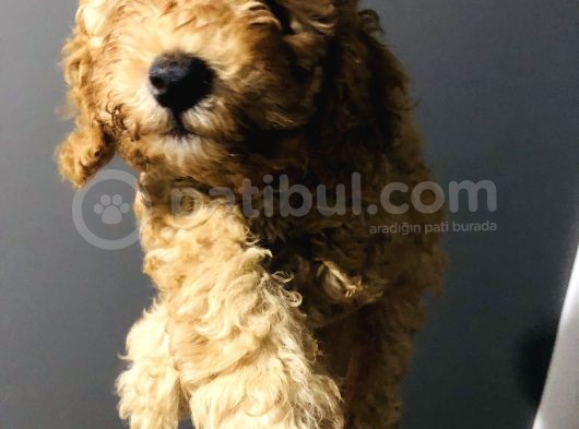Red Toy Poodle görsel