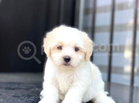 Yavru Malti̇po görsel