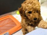 Red Toy Poodle