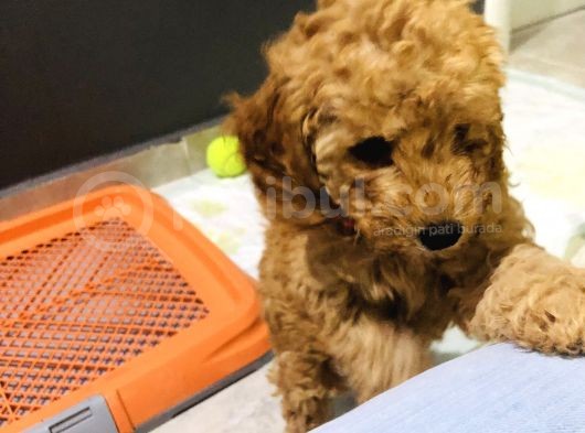 Red Toy Poodle