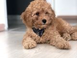 Red Toy Poodle