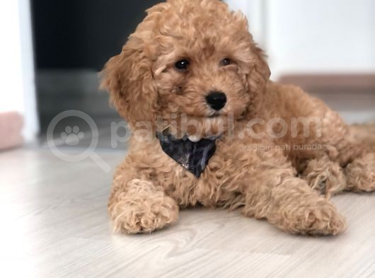 Red Toy Poodle görsel