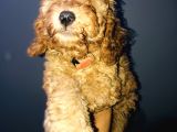 Red Toy Poodle