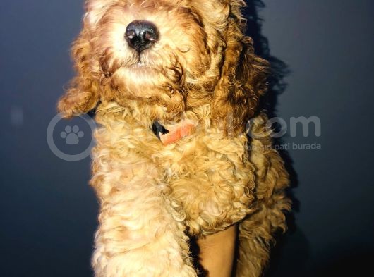 Red Toy Poodle görsel