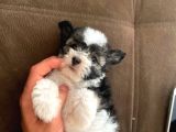 En Tatlı Morkie Bu Kadar Miniği Yok