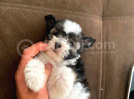 En Tatlı Morkie Bu Kadar Miniği Yok görsel