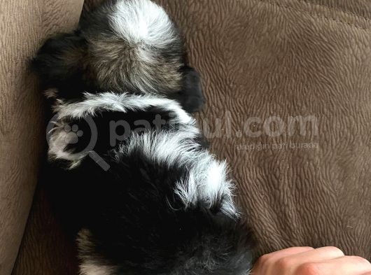 En Tatlı Morkie Bu Kadar Miniği Yok görsel