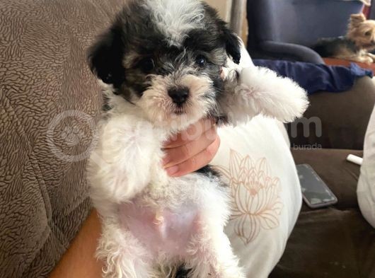 En Tatlı Morkie Bu Kadar Miniği Yok görsel