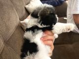 En Tatlı Morkie Bu Kadar Miniği Yok