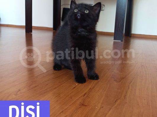 Mükemmel Kalite, Uygun Puan / Dişi Ve Erkek görsel