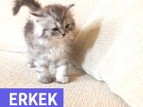 Mükemmel Kalite, Uygun Puan / Dişi Ve Erkek